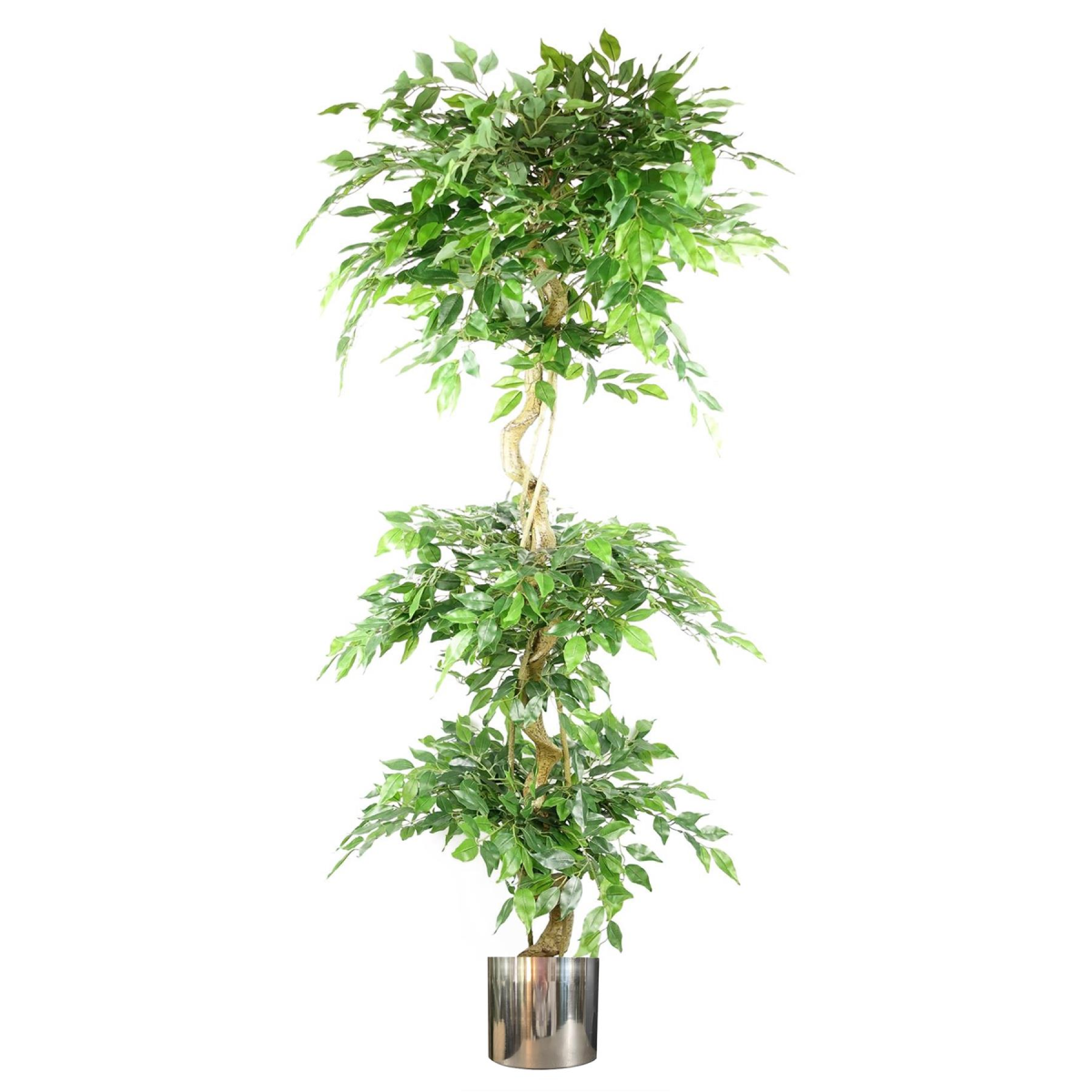 180cm Large Artificial Ficus Tree – Twisted Trunk Fruticosa Style 3 Tier Design with Silver Metal Planter