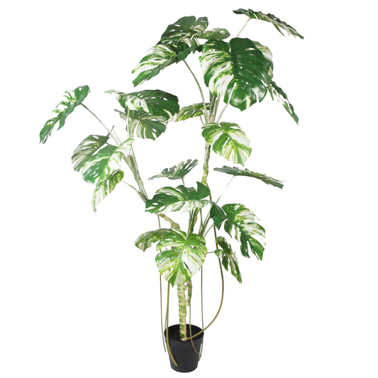 210cm Extra Large Variegated Monstera Artificial Plant – Lifelike Indoor Tropical Plant