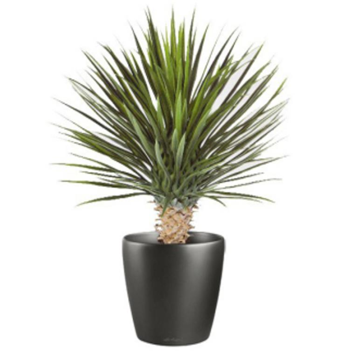 75cm Medium Artificial Dracaena Plant – Realistic Tropical Plant
