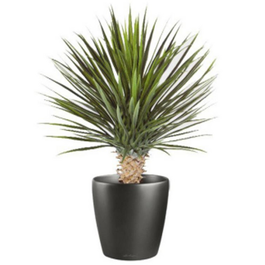 75cm Medium Artificial Dracaena Plant – Realistic Tropical Plant