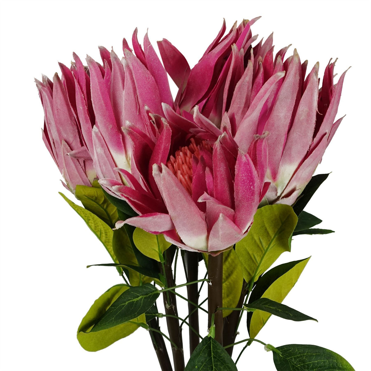 6 x 65cm Medium Artificial Pink Protea Flowers – Realistic Faux Sugarbush Stems